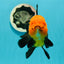 A Grade Grumpy Apache (Black Orange) Oranda Female 5 inches #110824OR_02