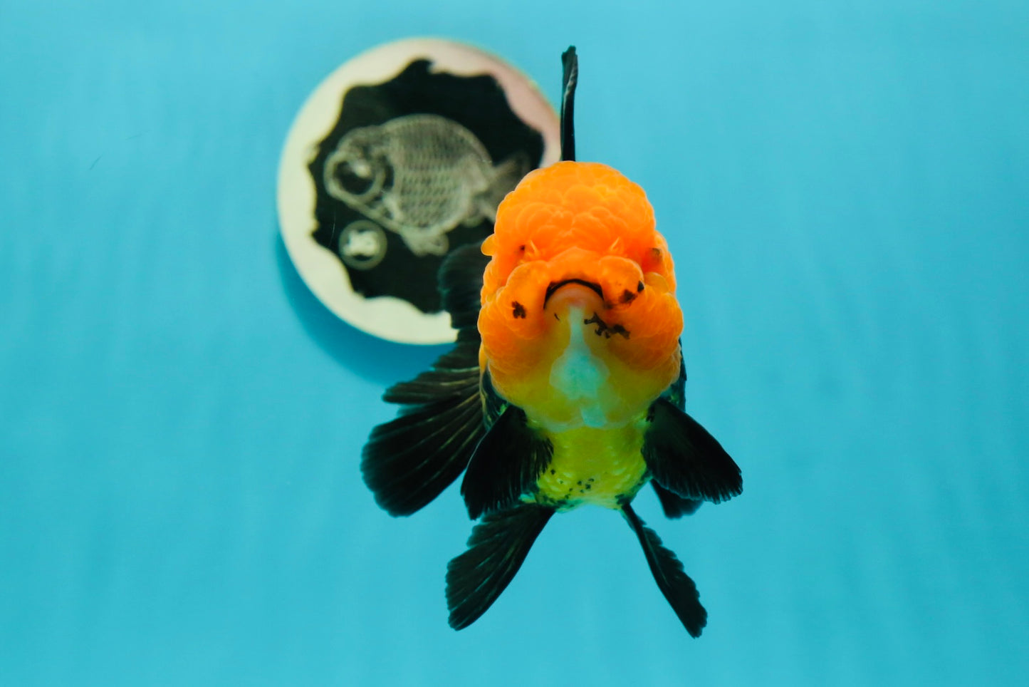 A Grade Grumpy Apache (Black Orange) Oranda Female 5 inches #110824OR_02