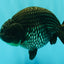 UNIQUE AAA Grade Strong Body Structure Platinum Blue Ranchu Female 4.5-5 inches #061926RC_09