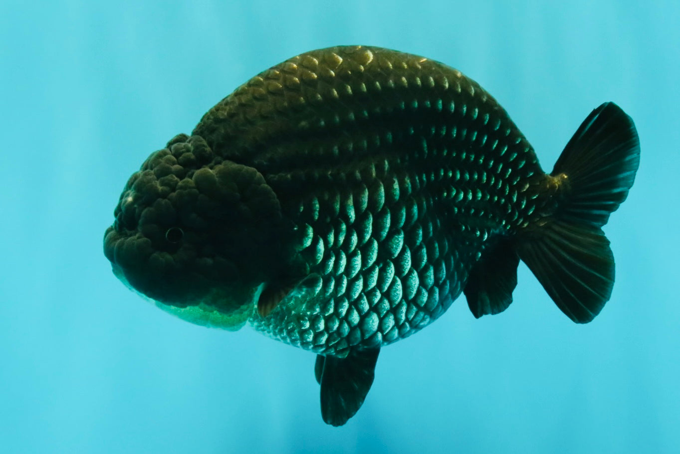 UNIQUE AAA Grade Strong Body Structure Platinum Blue Ranchu Female 4.5-5 inches #061926RC_09