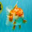 CHUBBY AAA Grade Red White Oranda Male 6 inches #081426OR_01