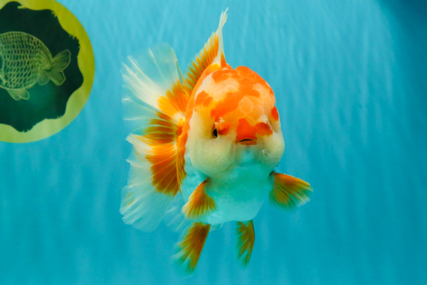 CHUBBY AAA Grade Red White Oranda Male 6 inches #081426OR_01