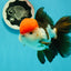 AAA Grade Cheeky Tricolor Oranda Male 5.5 inches #110124OR_15