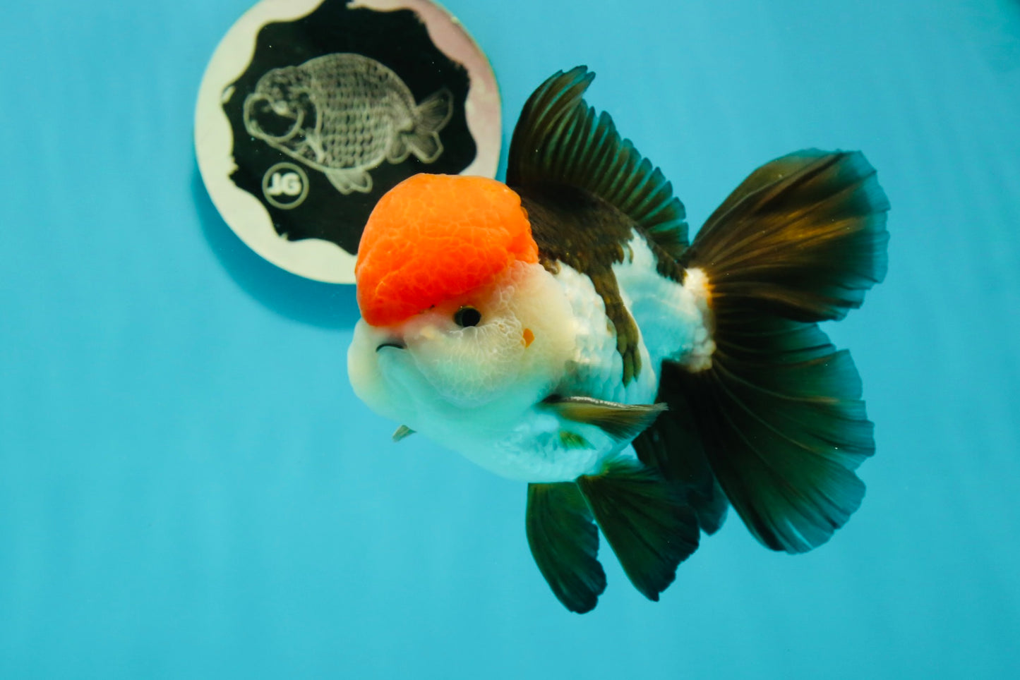 AAA Grade Cheeky Tricolor Oranda Male 5.5 inches #110124OR_15