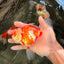 A Grade Red White Oranda Female 5.5 inches #061926OR_13