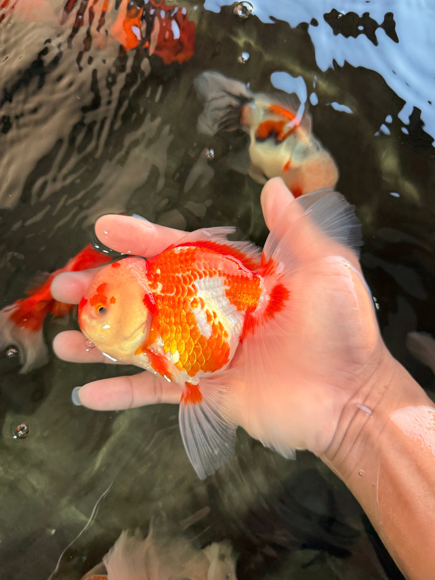 A Grade Red White Oranda Female 5.5 inches #061926OR_13