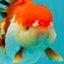 Cheeky Red White Oranda Female 5-5.5 inches #110124OR_02