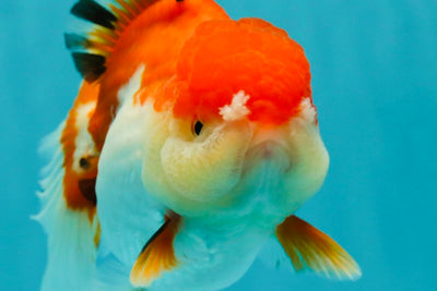 Cheeky Red White Oranda Female 5-5.5 inches #110124OR_02