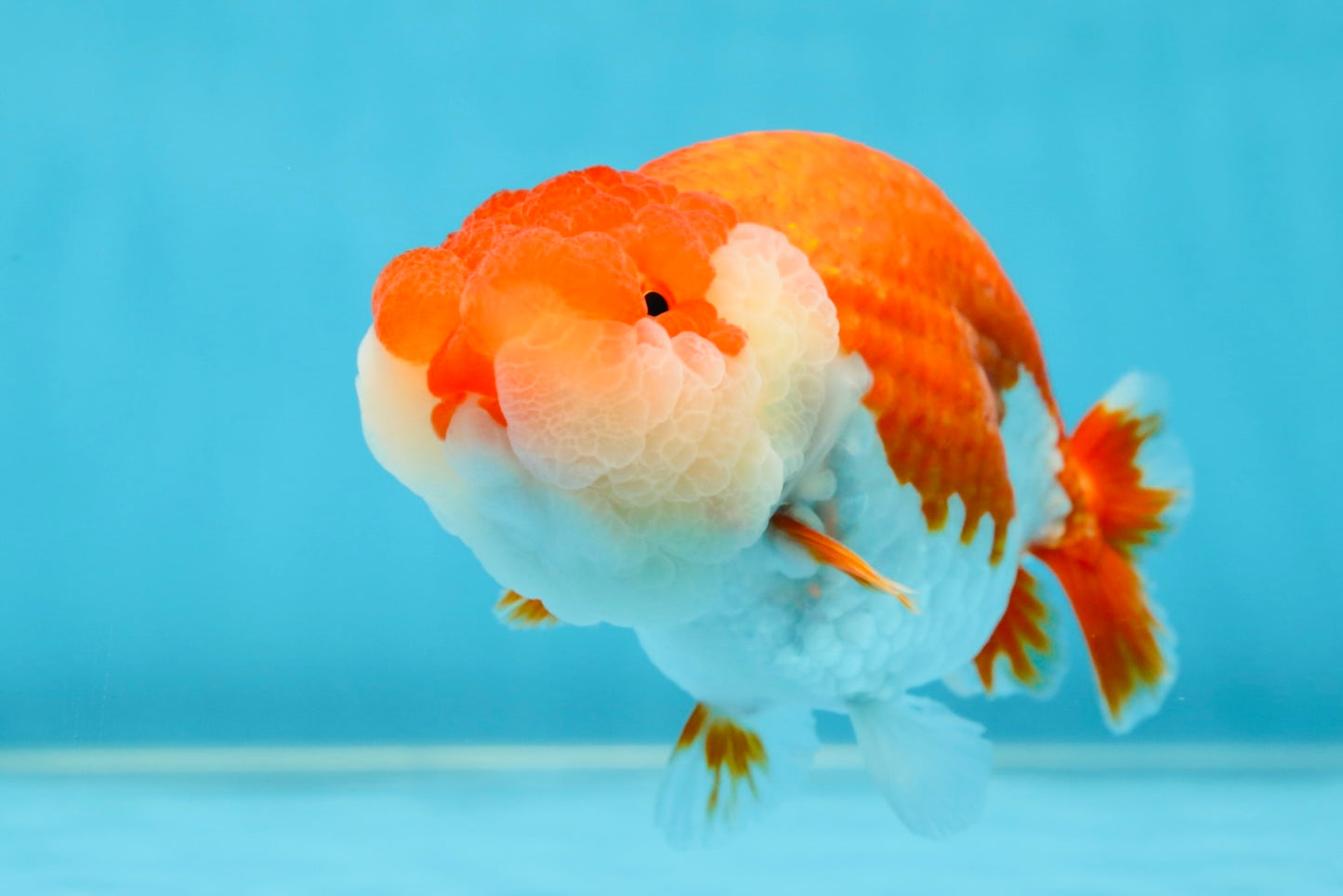 A Grade Red White LionQueen 4.5-5 inches #052325LC_20