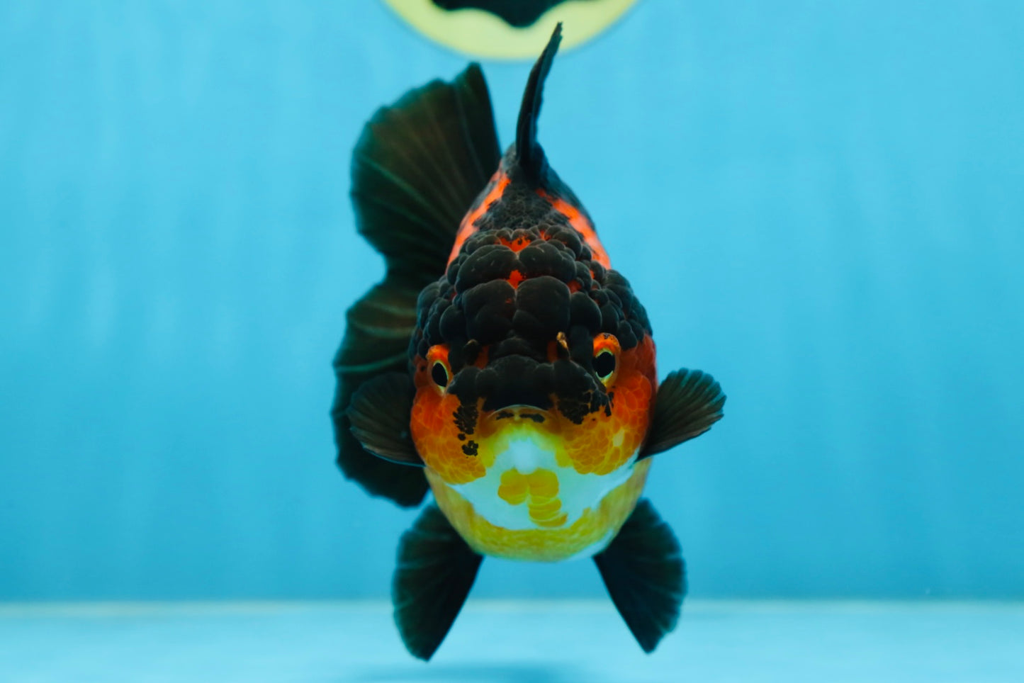 AAA Grade Apache Yuanbao Female 5 inches #081525YB_06