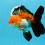 AAA Grade Tricolor Oranda Male 4.5-5 inches #0920OR_19