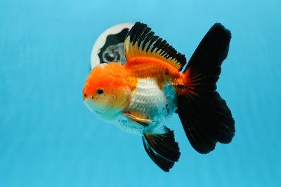 Oranda mâle tricolore de catégorie AAA de 4,5 à 5 pouces #0920OR_19