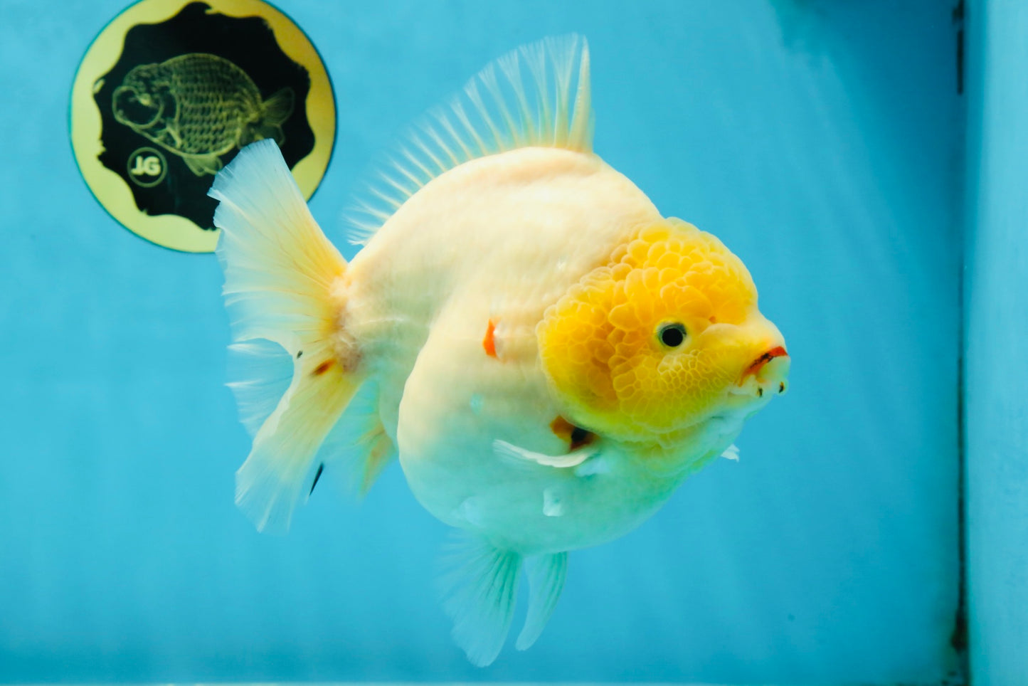 SHOW GRADE Godzilla Sakura Yuanbao Male 6 inches #050925YB_24