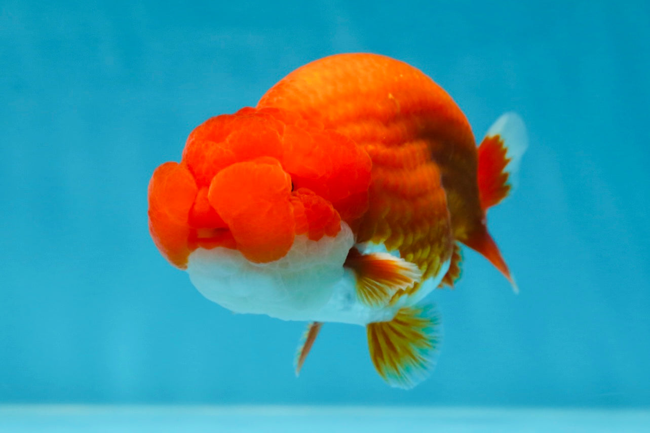 AAA Grade Red White LionKing 4.5  inches #053025LC_13