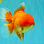 A Grade Red Oranda Male 6.5 inches #100926OR_19