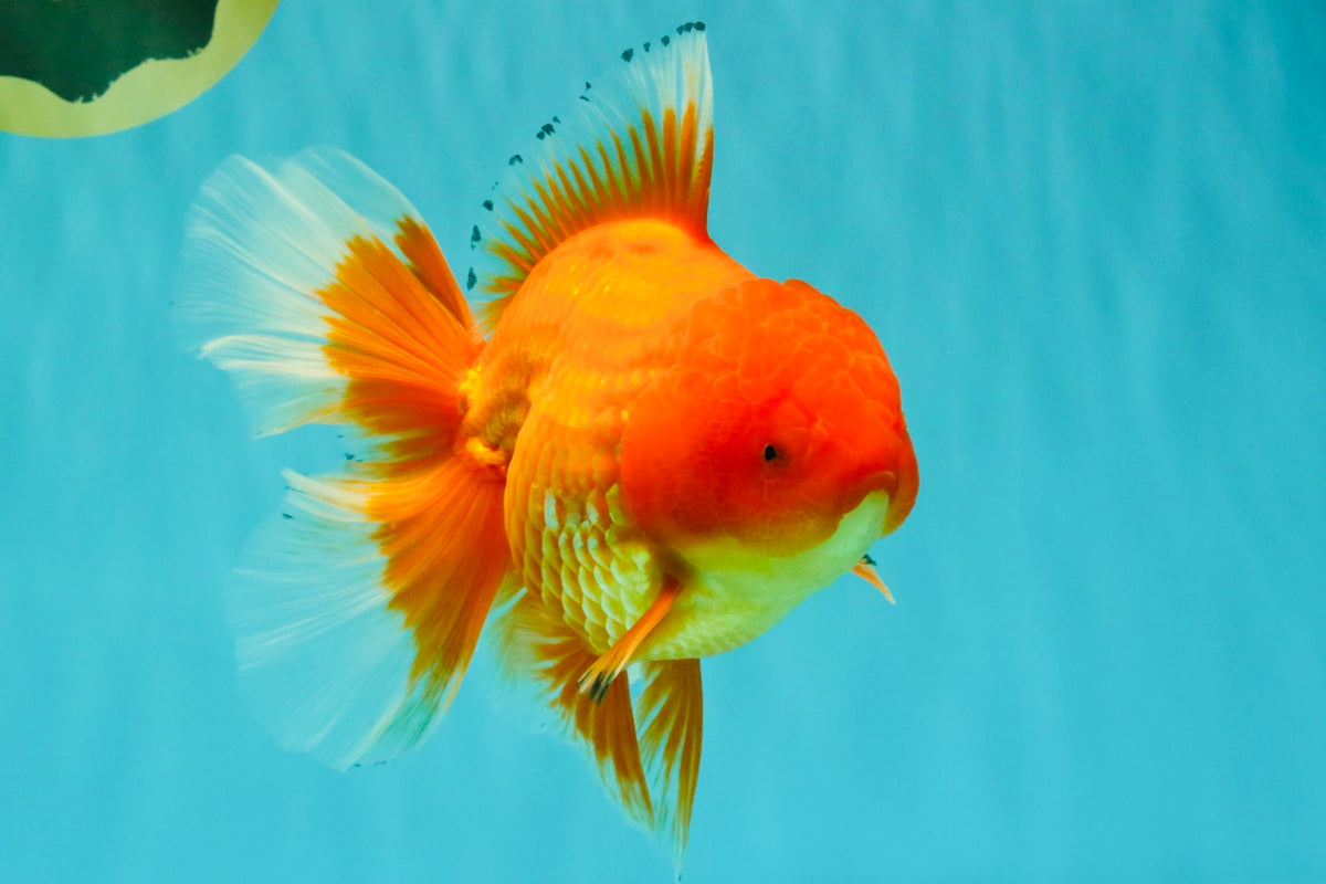 A Grade Red Oranda Male 6.5 inches #100926OR_19