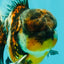 AAA Grade Calico Oranda Male 5 inches #070626OR_06