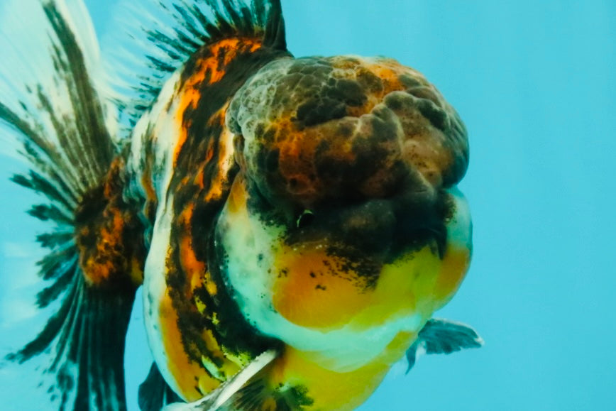 AAA Grade Calico Oranda Male 5 inches #070626OR_06