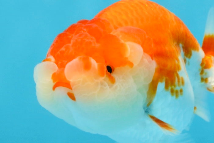 A Grade Red White LionQueen 4 inches #112125LC_10