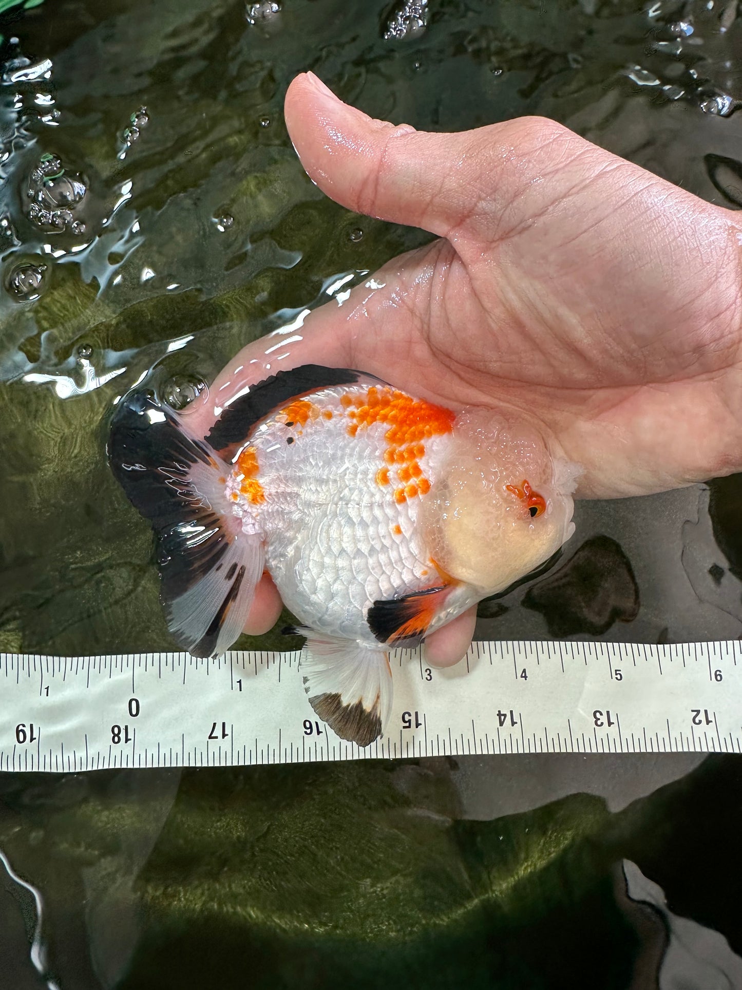 A Grade Pompom Tricolor Yuanbao Male 4 inches #052325YB_27