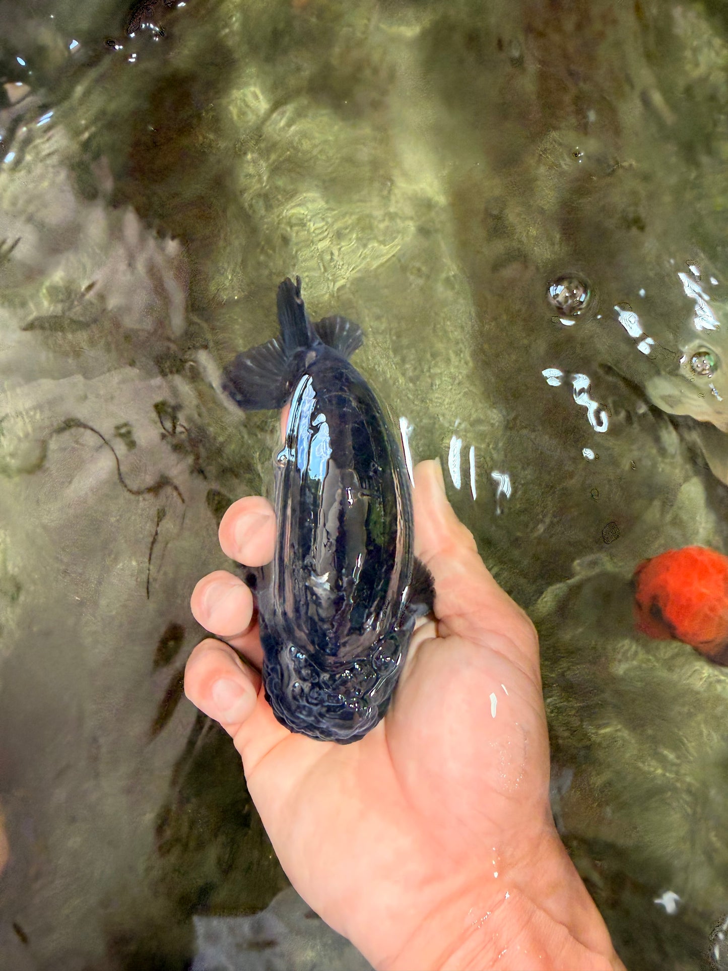 A Grade Black Ranchu Male 5-5.5 inches #071726RC_07