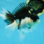 A Grade Panda Oranda Female 5-5.5 inches #051625OR_34