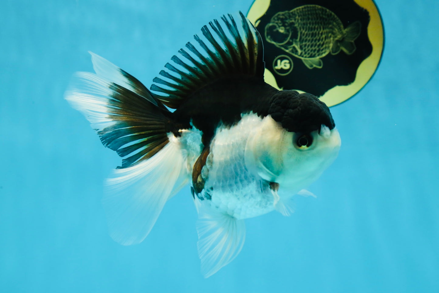 A Grade Panda Oranda Female 5-5.5 inches #051625OR_34