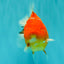TOMATO AAA Grade Red Sakura Yuanbao Male 5 inches #092526YB_11