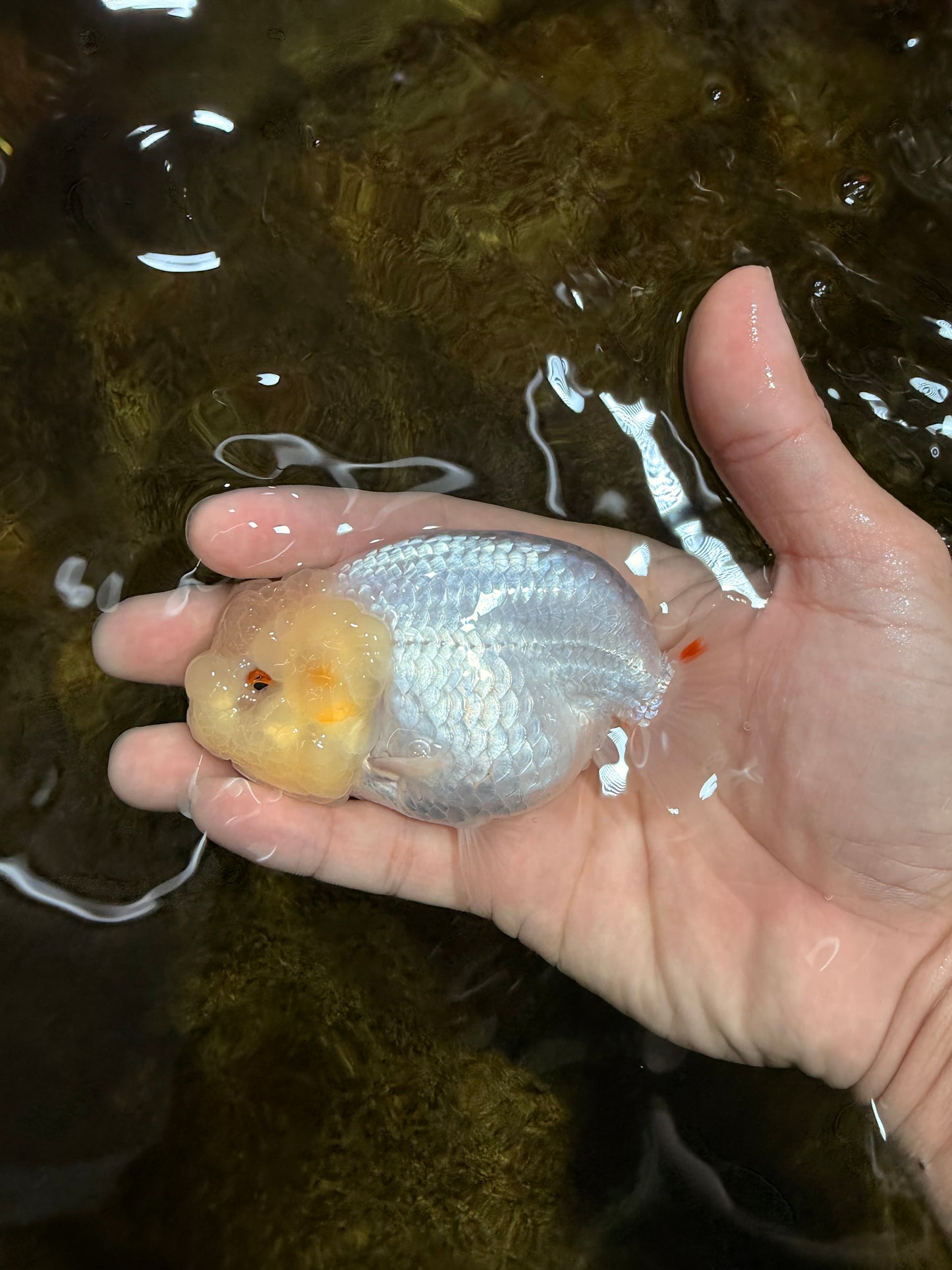 A Grade White LionQueen 4 inches #103125LC_26