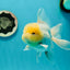 A Grade Super Chubby Lemonhead Button Eyes Oranda Male 5-5.5 inches #110824OR_12