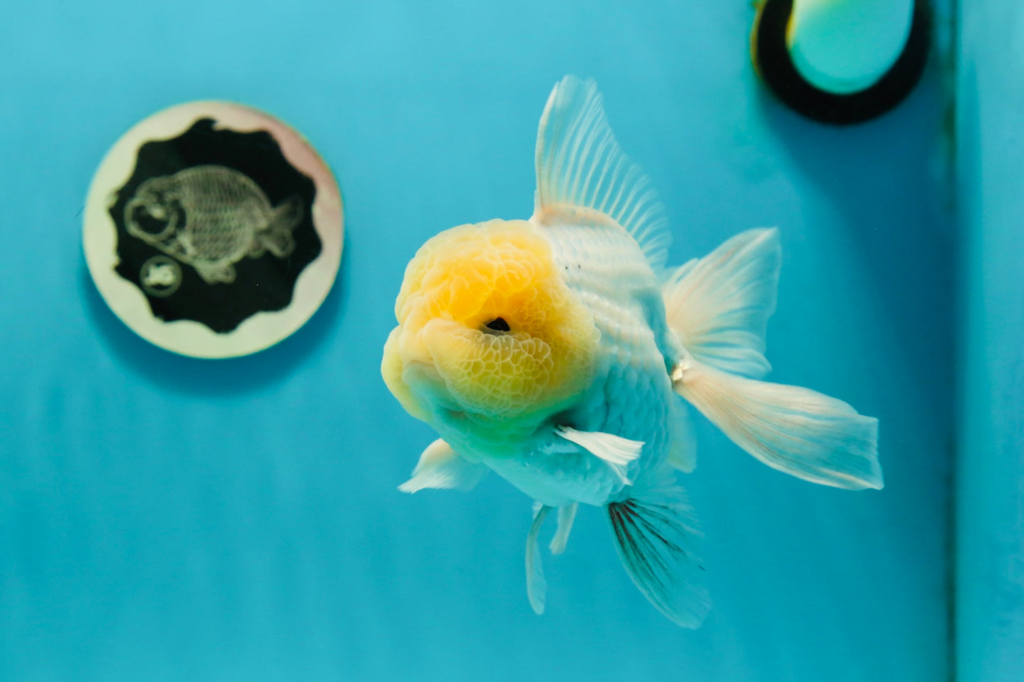 A Grade Super Chubby Lemonhead Button Eyes Oranda Male 5-5.5 inches #110824OR_12