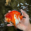 AAA Grade Sakura Yuanbao Male 5-5.5 inches #100226YB_06