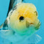 Panda Button Eyes Oranda Male 4.5 inches #0920OR_20