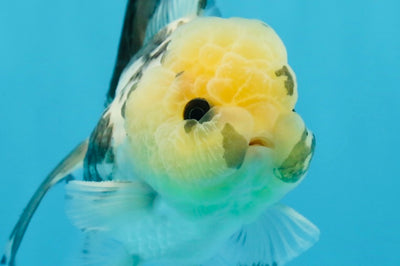 Panda Oranda macho con ojos de botón de 4,5 pulgadas #0920OR_20