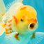 A Grade Polkadot Red White Oranda Male 6 inches #100926OR_23