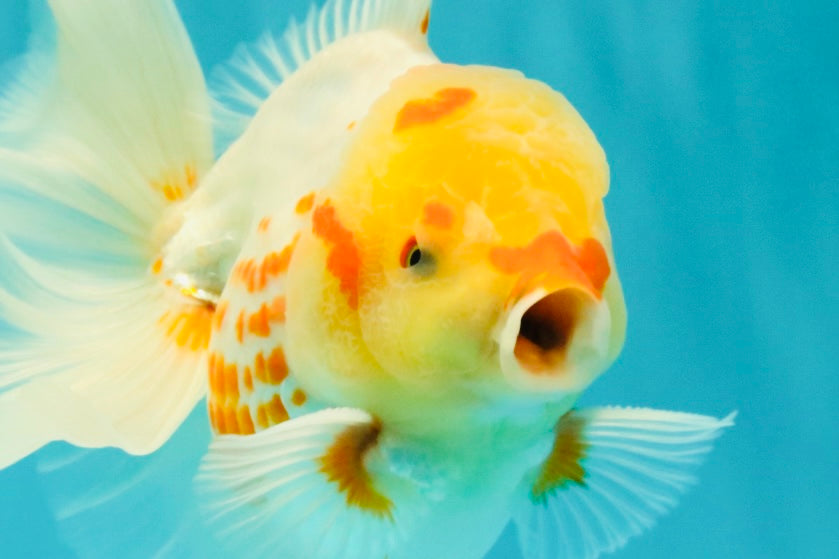 A Grade Polkadot Red White Oranda Male 6 inches #100926OR_23