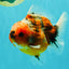 Calico Yuanbao Male 4.5-5 inches #073126YB_15