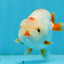 Red White Lipstick Lionchu Male 3.5 inches #0920LC_08