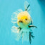 AAA Grade Marble Oranda Male 6.5-7 inches #070626OR_09