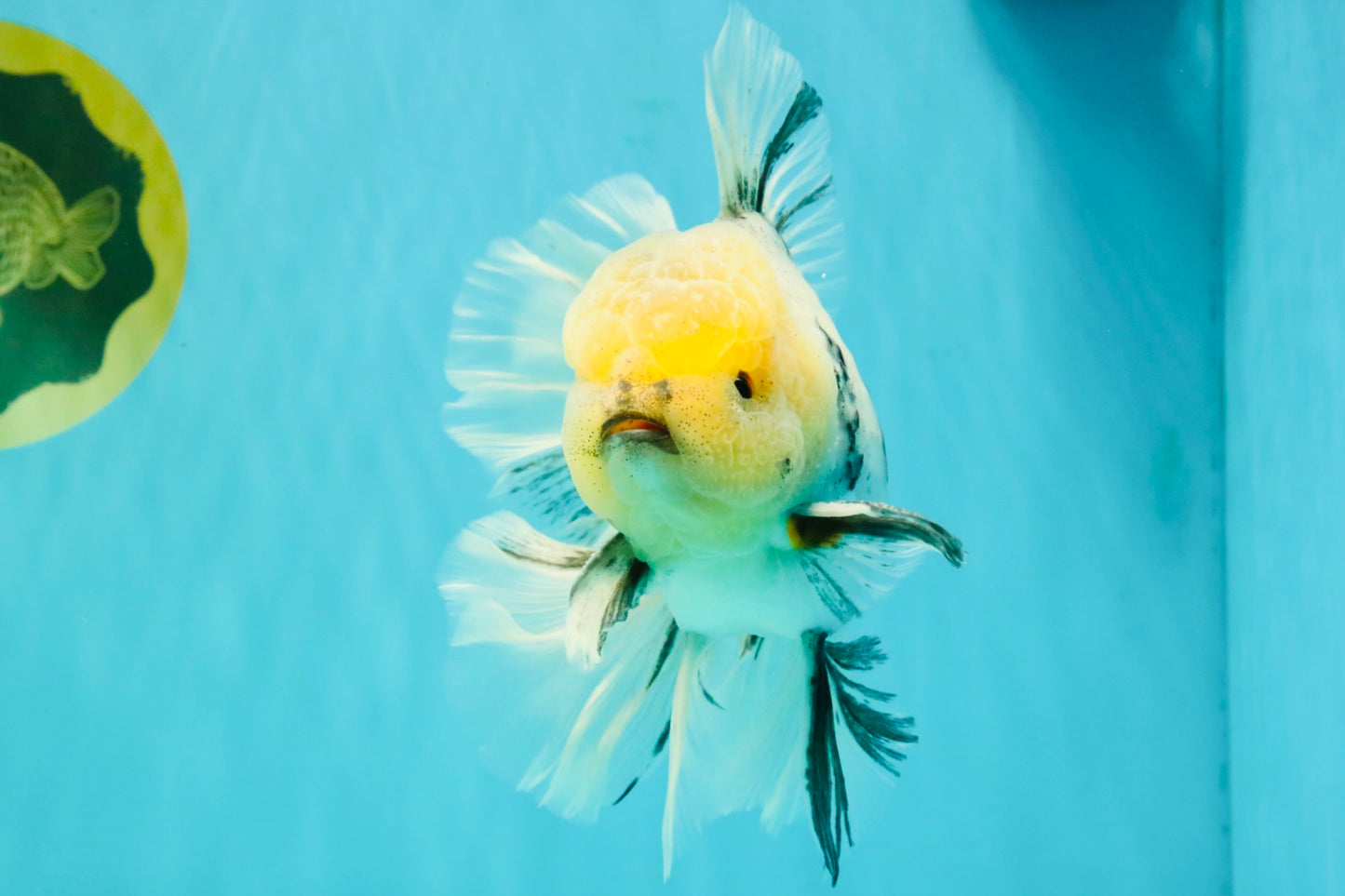AAA Grade Marble Oranda Male 6.5-7 inches #070626OR_09