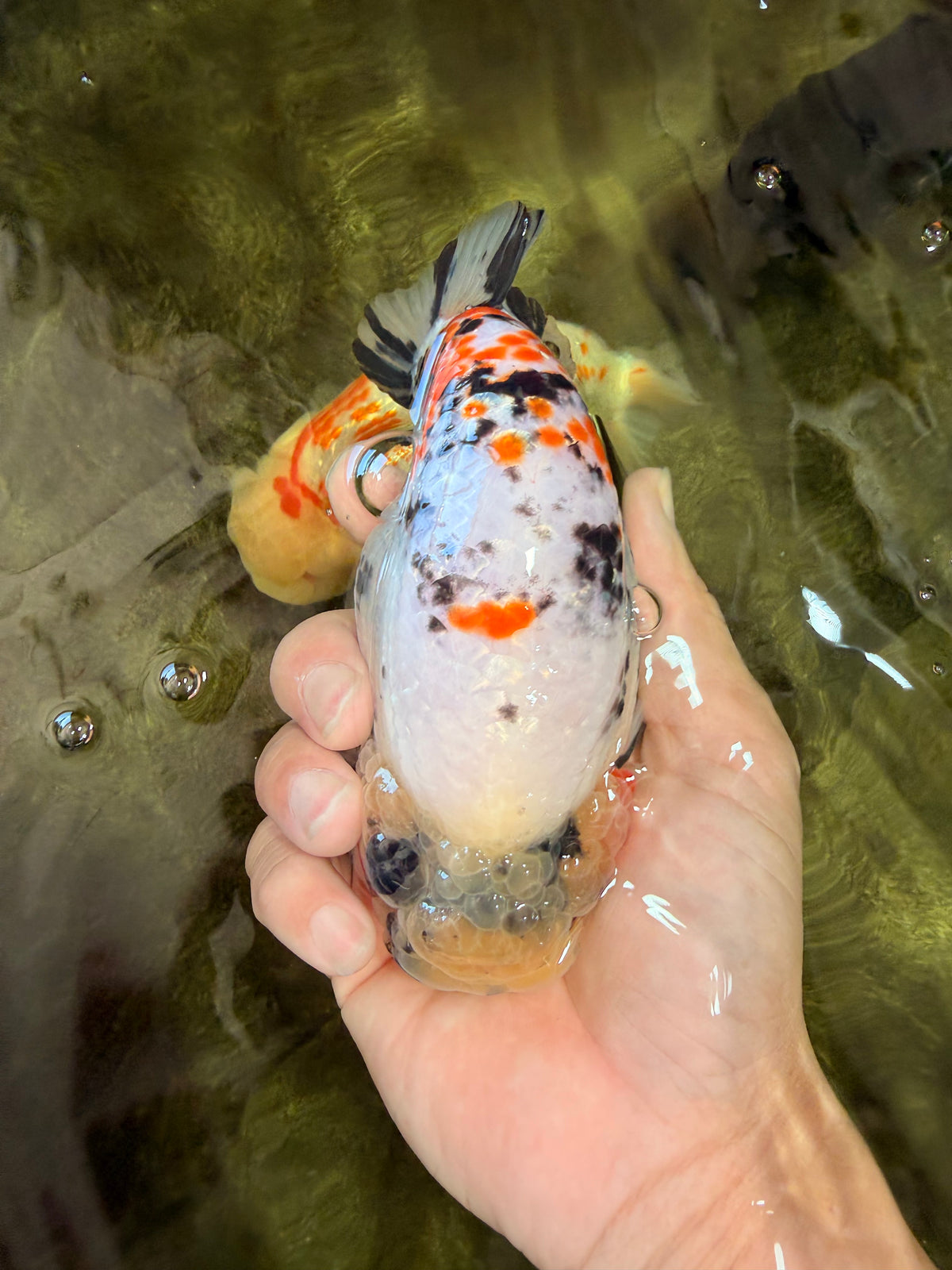 CHUBBY AAA Grade Diamond Scale Tricolor Ranchu Male 5.5 inches #100926RC_27
