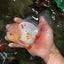 BEAUTY A  Grade Red White Oranda Male 6 inches #082126OR_08