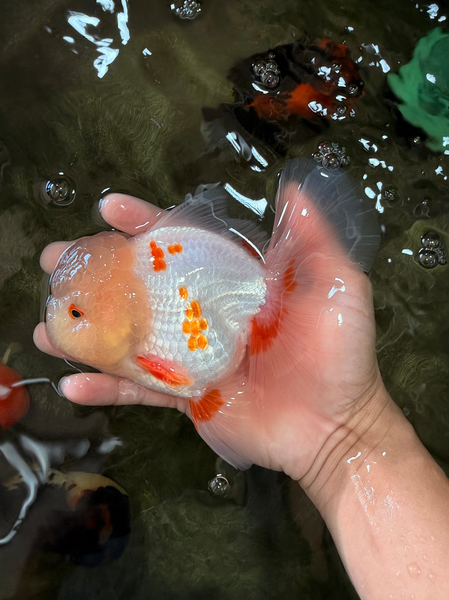 BEAUTY A  Grade Red White Oranda Male 6 inches #082126OR_08