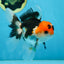 A Grade Tricolor Oranda Male 5 inches #082225OR_20