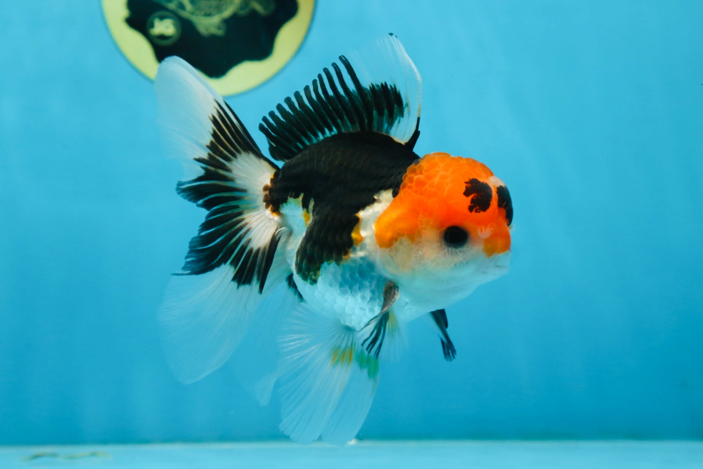 A Grade Tricolor Oranda Male 5 inches #082225OR_20