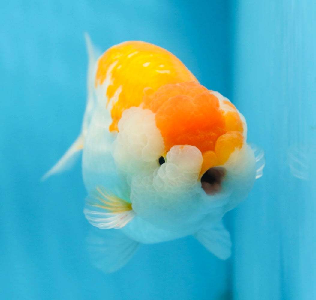 AAA Grade CHUBBY Orange White LionKing 6 inches #091225LC_05