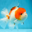 AAA Grade PUPPY Sakura Oranda Male 5 inches #062025OR_14