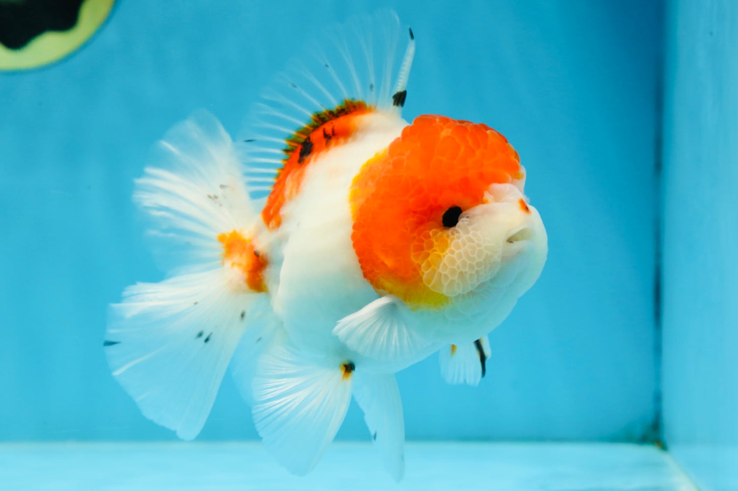 AAA Grade PUPPY Sakura Oranda Male 5 inches #062025OR_14