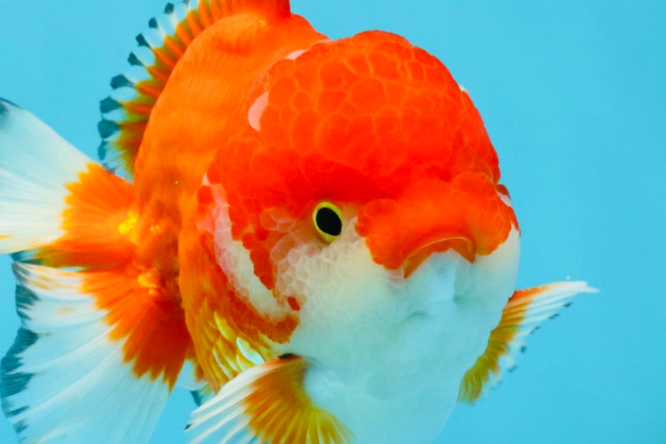 SPECIAL AAA Grade Red White Yuanbao Male 5-5.5 inches #032726YB_02