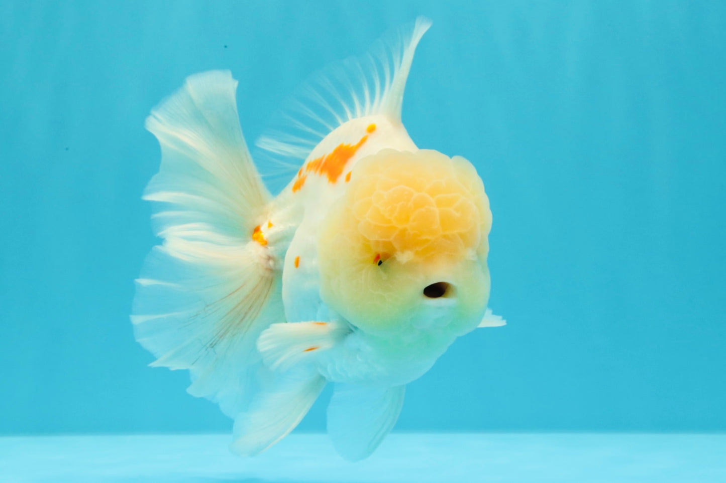 AAA Grade Red White Oranda Male 6 inches #030626OR_17